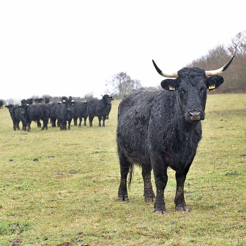 Welsh Black Rinder auf der Ökologischen Station Hildesheim