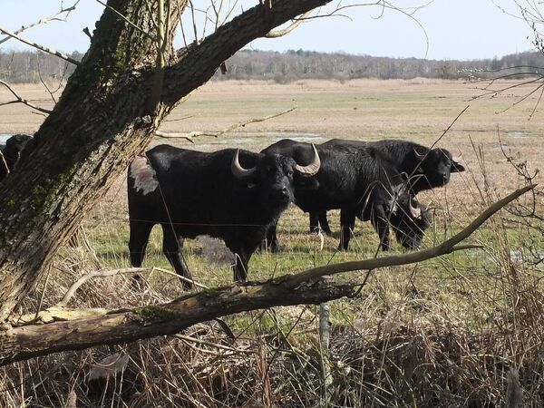 Wasserbüffel auf den Ferbitzer Wiesen Wasserbüffel auf den Ferbitzer Wiesen