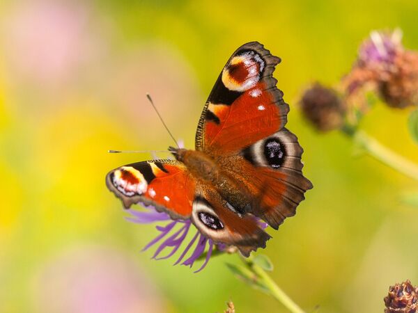 Tagpfauenauge Farbenfroher Schmetterling auf einer Blüte