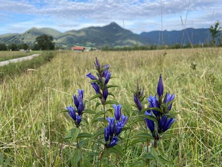 Blühpflanzen stehen auf einer Wiese, im Hintergrund sieht man Berge