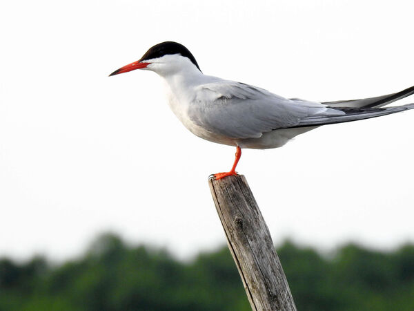 Flussseeschwalbe (Sterna hirundo) an der Groß Schauener Seenkette. Flussseeschwalbe auf einem Holzpfahl sitzend.