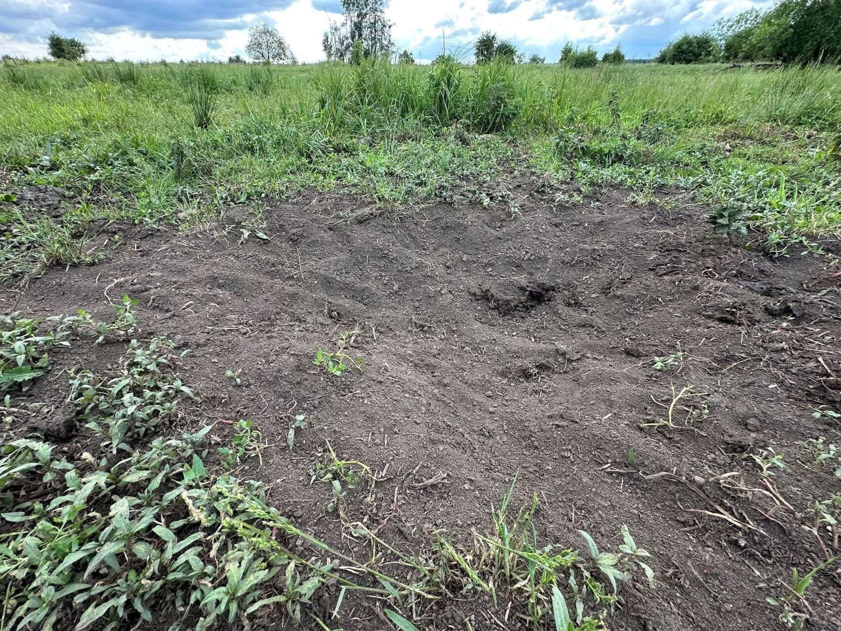 {nbase:fileProperty(propertyName: 'alternative', falId: {item})}