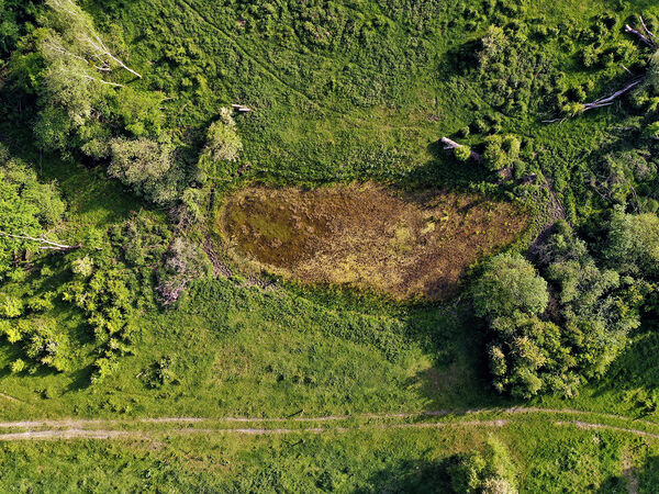 Ferbitzer Bruch Das Kleingewässer im Naturschutzgebiet Ferbitzer Bruch verlandet und trocknen zunehmend aus, daher ist es braun.