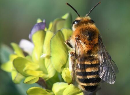 Wildbiene auf gelber Blühte