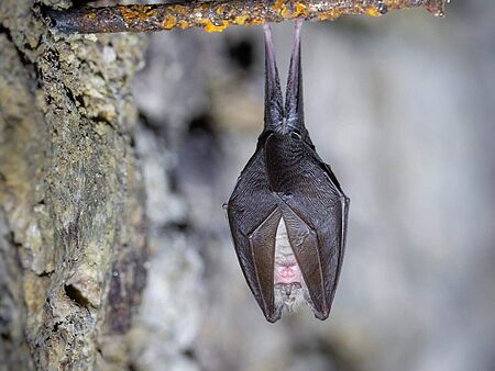 Kleine Hufeisennasen-Fledermaus hängt an einem Ast