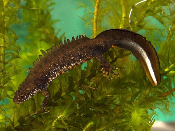 Ein männlicher Kammmolch schwimmt im Wasser.