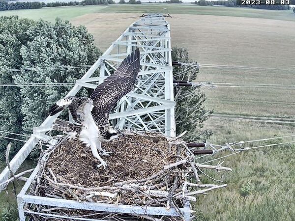 Live-Bild vom Fischadlerhorst in Sielmanns Naturlandschaft Groß Schauener Seen.