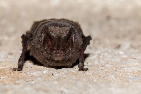 Mopsfledermaus hängt an Steinwand