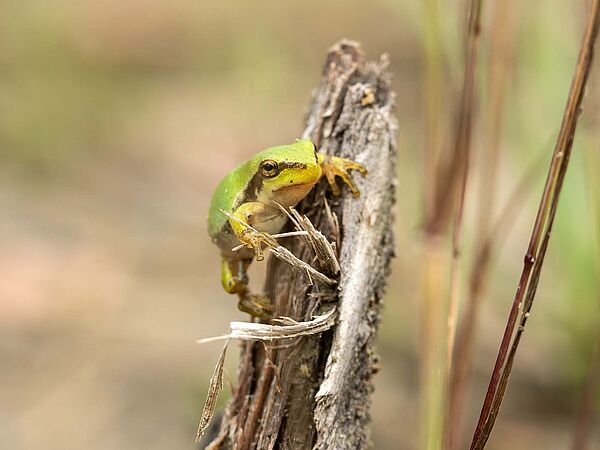 Kleiner junger Laufbfrosch sitzt auf Pflanzenstängel.