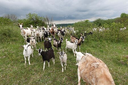 Viele Ziegen laufen auf einer Wiese hintereinander