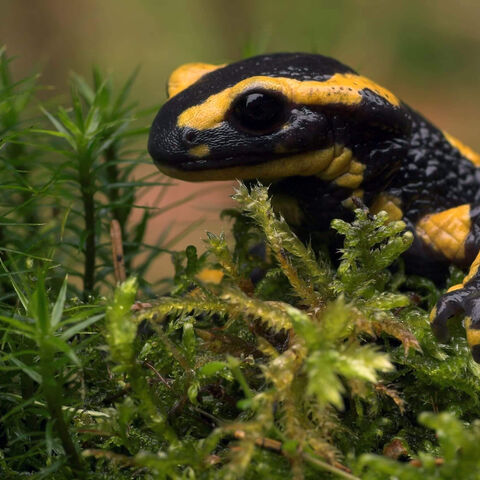 Feuersalamander im Moos