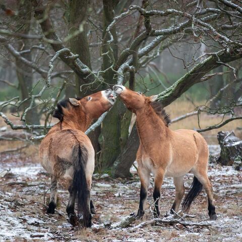 2 Przewalski-Pferde knabbern an einem Baum