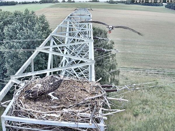 Live-Bild vom Fischadlerhorst in Sielmanns Naturlandschaft Groß Schauener Seen.