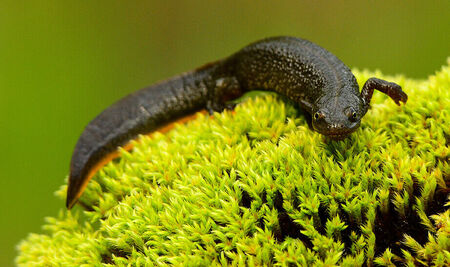 Kammmolch liegt auf einem bemoosten Stein