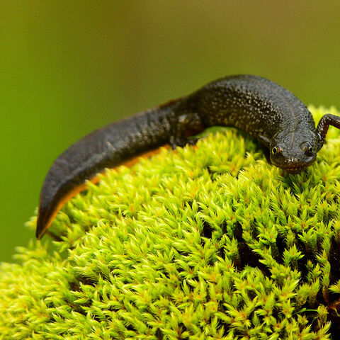 Kammmolch liegt auf einem bemoosten Stein