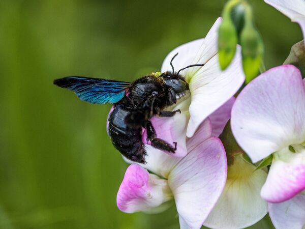 Blauschwarze Holzbiene Große dunkel schimmernde Wildbiene an einer Blüte
