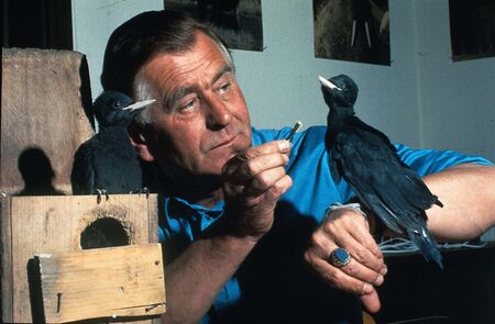 Heinz Sielmann füttert einen Specht bei Dreharbeiten seiner Dokumentation Zimmerleute des Waldes