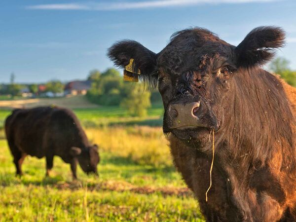 Zwei Galloway-Rinder auf einer Weide.