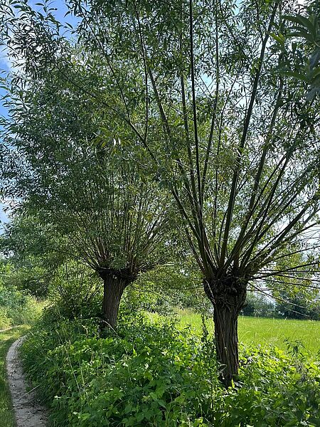 Zwei Kopfbäume an einer Hecke