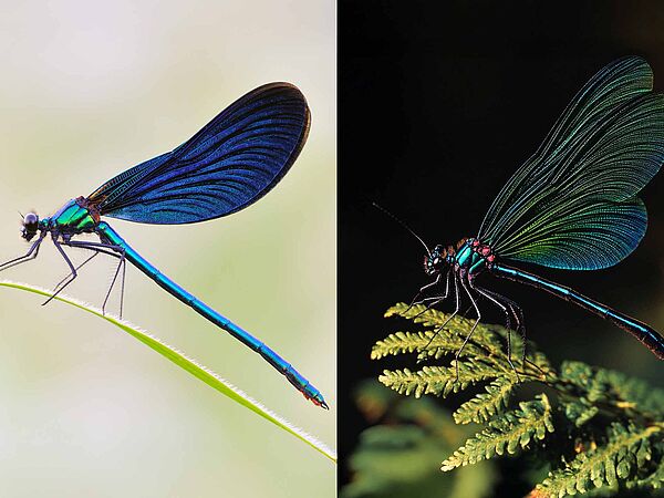 Wie alle Libellen hat auch die Blauflügel-Prachtlibelle in der Realität sehr kurze Fühler. Im KI-Bild ist dagegen mindestens ein langer Fühler zu erkennen, der eher an die Antennen von Schmetterlingen erinnert.
