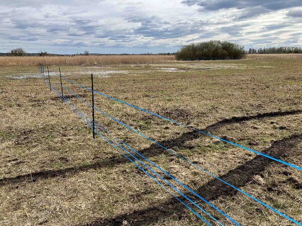 Artenschutzprojekt mit Elektrozaun auf der Brutfläche des Kiebitzes im Ferbitzer Bruch.