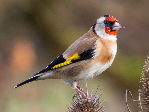 Der Stieglitz, auch Distelfink genannt, ist das Gartentier des Jahres 2021 Der Stieglitz, auch Distelfink genannt, ist das Gartentier des Jahres 2021