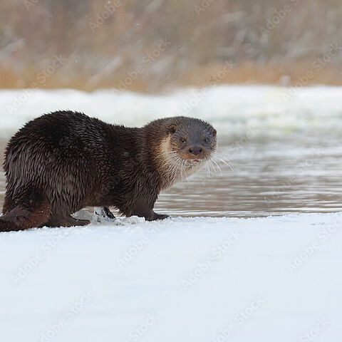 Ein Fischotter sitzt am Rand der Eisdecke eines fast zugefrorenen Sees im Schnee und blickt in die Kamera.