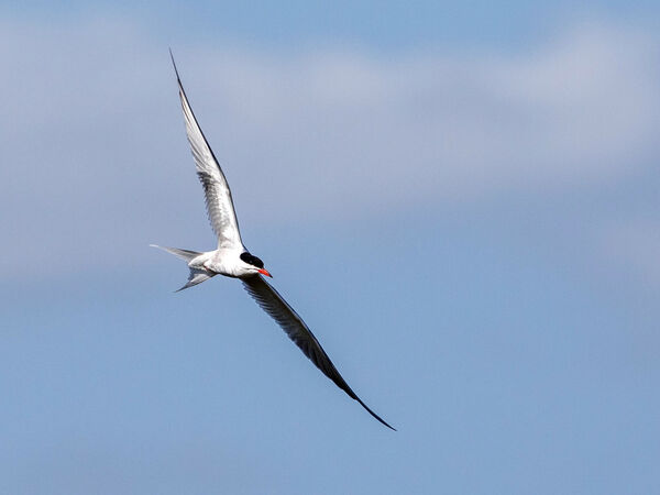 Flussseeschwalbe im Flug