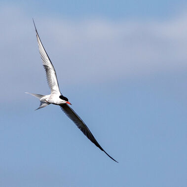 Flussseeschwalbe im Flug