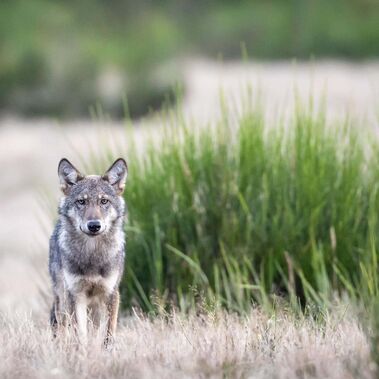 Junger Wolf in einer Naturlandschaft vor einem Ginsterbusch