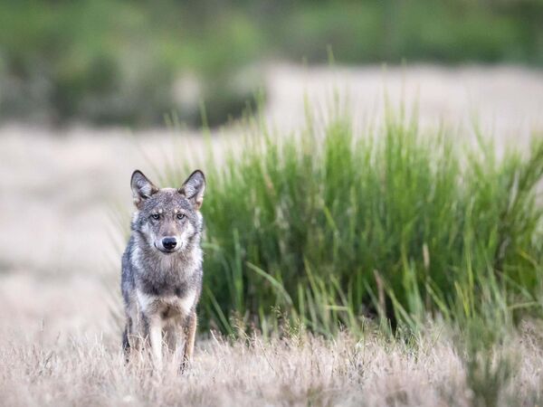 Wolf in der Döberitzer Heide Junger Wolf in einer Naturlandschaft vor einem Ginsterbusch