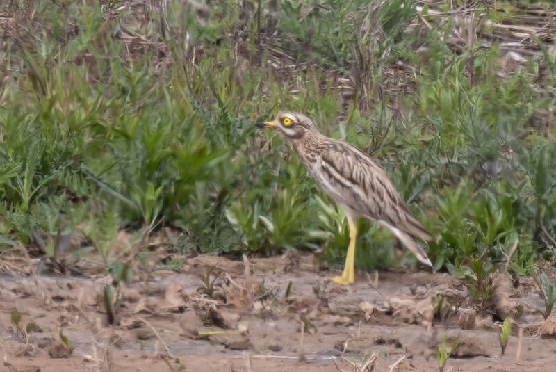 Seltener Triel am Flüthewehr im Feuchtgebiet