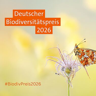 Biodiversitätspreis 2026 Silberfleck Perlmuttfalter auf Gewöhnlicher Kuhschelle und ein Logo Deutscher Biodiversitätspreis