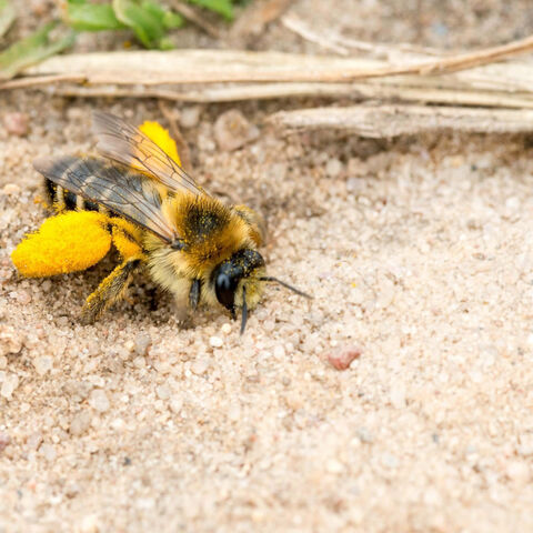 Braunbürstige Hosenbiene