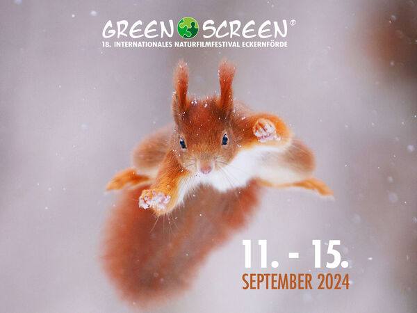 Ein Eichörnchen springt im Schnee.