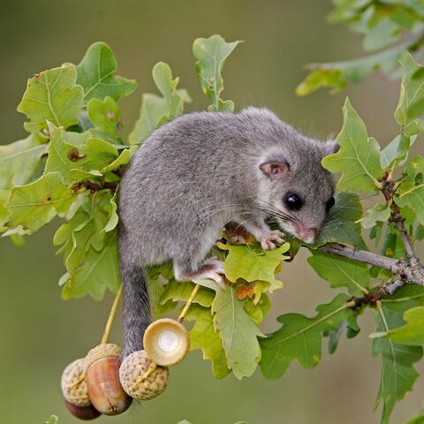 Siebenschläfer sitzt auf Ast mit Nüssen