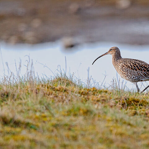 Großer Brachvogel (Numenius arquata).