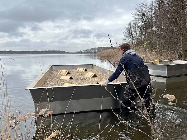 Die Heinz Sielmann Stiftung brachte am 31. März 2026 zwei neue Brutinseln für die Flussseeschwalben in Sielmanns Naturlandschaft Groß Schauener Seen aus.