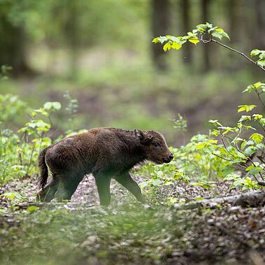 Ein wenige Tage altes Wisentkalb in der Kernzone der Döberitzer Heide.