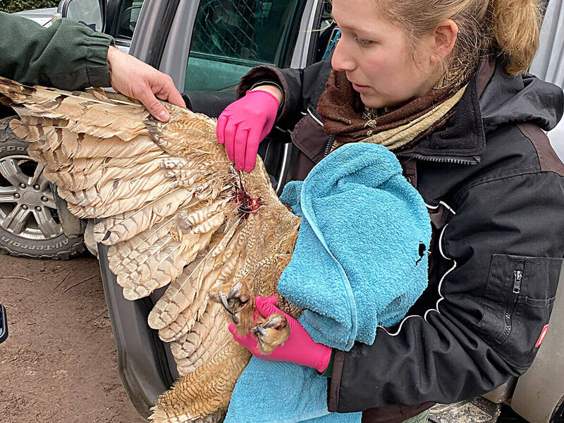 Am Flügel des Uhus, den die Frau in der Hand hält, ist eine schwere Flügelverletzung erkennbar.
