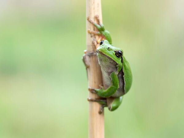Laubfrosch Ein Laubfrosch sitzt an einem Pflanzenstängel.