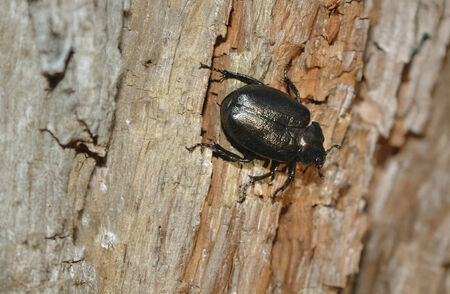 Schwarzer Juchtenkäfer, auch als Eremit bekannt, auf der Rinde eines Baumes