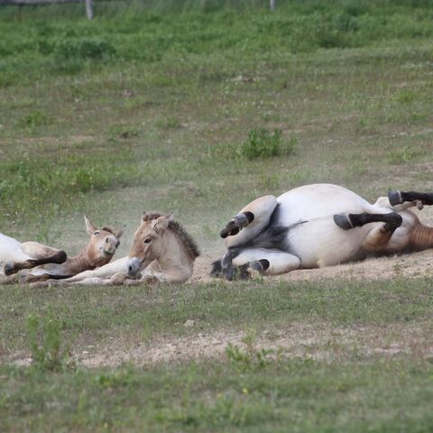 Drei Przewalskipferde wälzen sich im Sand und wirbeln Staub auf.