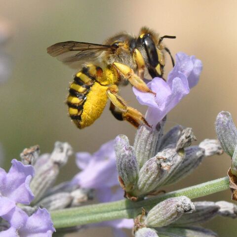 Große gelbe Wollbiene an einer lila Blüte zum Nektar sammeln
