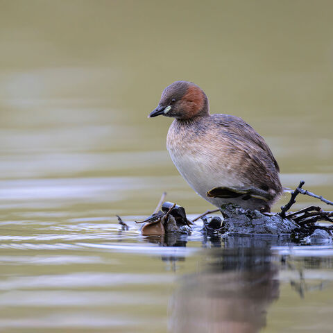 Zwergtaucher Vogel rastet auf einem Holz, das im Wasser schwimmt.
