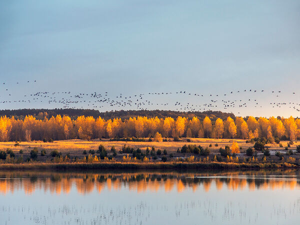 Kraniche über dem Schlabendorfer See. Kraniche fliegen über eine See- und Herbstlandschaft.
