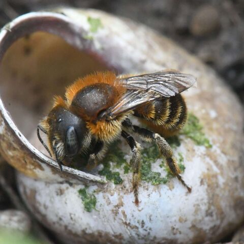 Goldene Schneckenhaus-Mauerbiene in einem Schneckenhaus