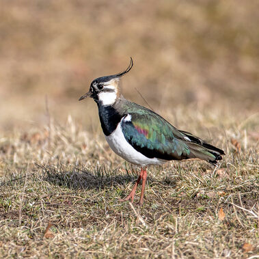 Ein Kiebitz steht auf einem Feld.