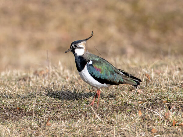 Ein Kiebitz steht auf einem Feld.