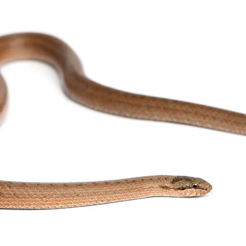 Schlingnatter auf weißem Hintergrund